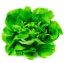 Imagen de Lechuga lisa