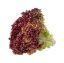Imagen de Lechuga morada unidad