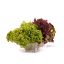 Imagen de LECHUGA HIDROP. TROPICAL DEFRESCURA 170  gr